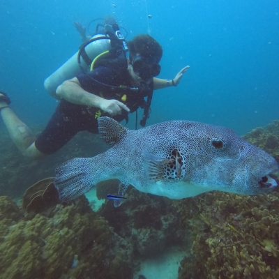 Yoga, Tours, Scuba Diving