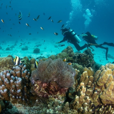 Water Sports, Tours, Scuba Diving