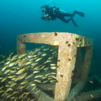 Tours, Scuba Diving, Boat Tours