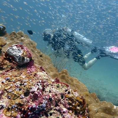 Tours, Scuba Diving, Snorkelling