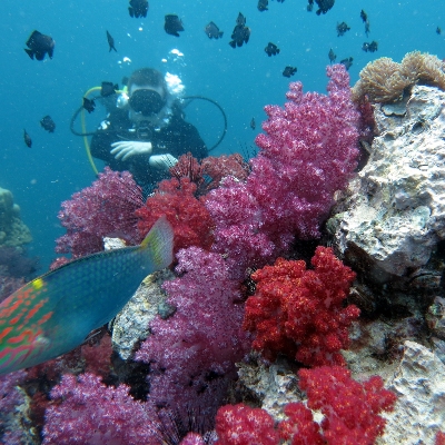 Tours, Scuba Diving