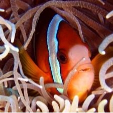 Tours, Scuba Diving, Boat Tours in Kata Beach 