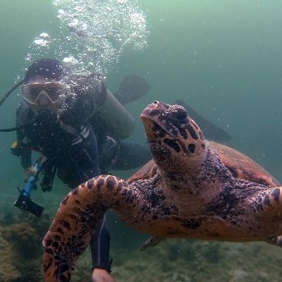 Tours, Scuba Diving