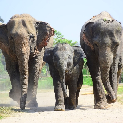 Tours, Wildlife Tours