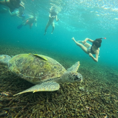 Tours, Scuba Diving, Boat Tours