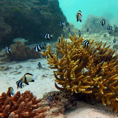 Tours, Scuba Diving, SUP