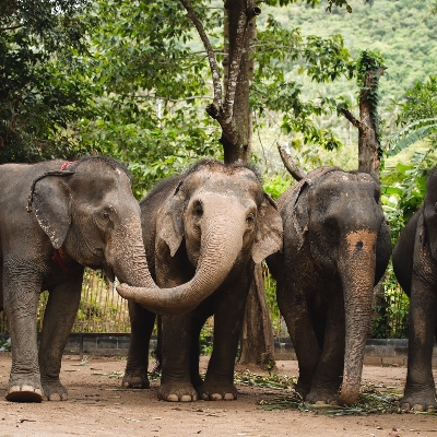 Tours, Wildlife Tours, Day Trips