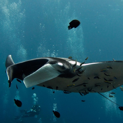 Tours, Scuba Diving, Boat Tours