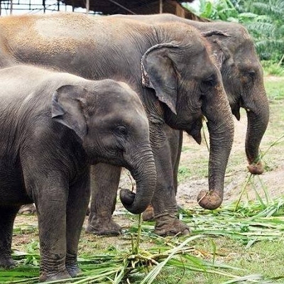 Tours, City Tours, Cultural Tours in Chiang Mai City 