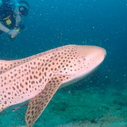 Tours, Scuba Diving