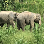 Tours, Wildlife Tours