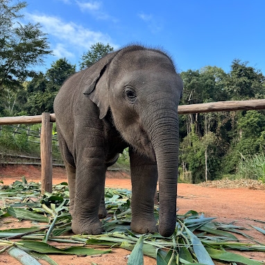 Tours, Wildlife Tours