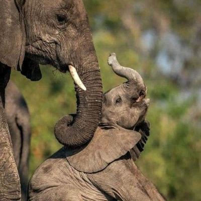 Tours, Wildlife Tours