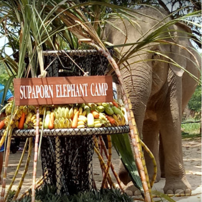 Tours, Wildlife Tours