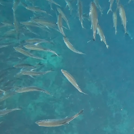 Tours, Sports Camps, Scuba Diving