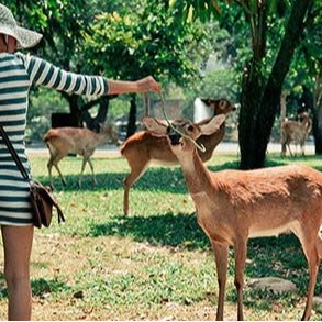 Tours, Cultural Tours, Bike Tours in Sukhumvit 