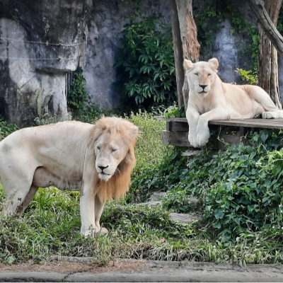 Zoos