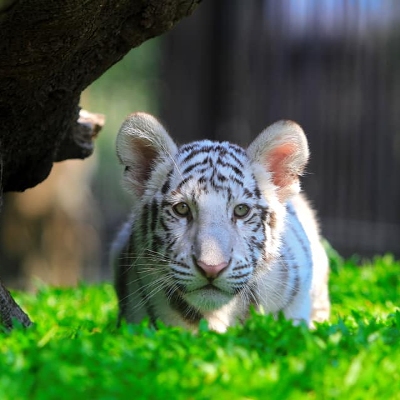 Tours, Wildlife Tours
